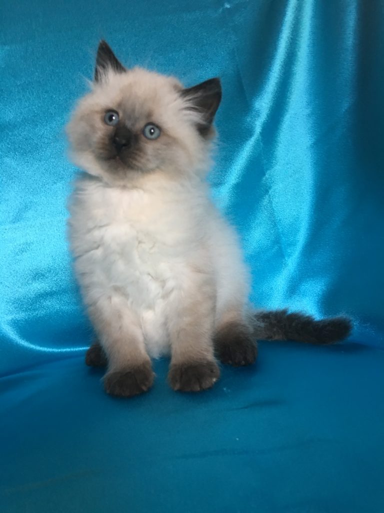 Kittens For Sale Siberian  Cats