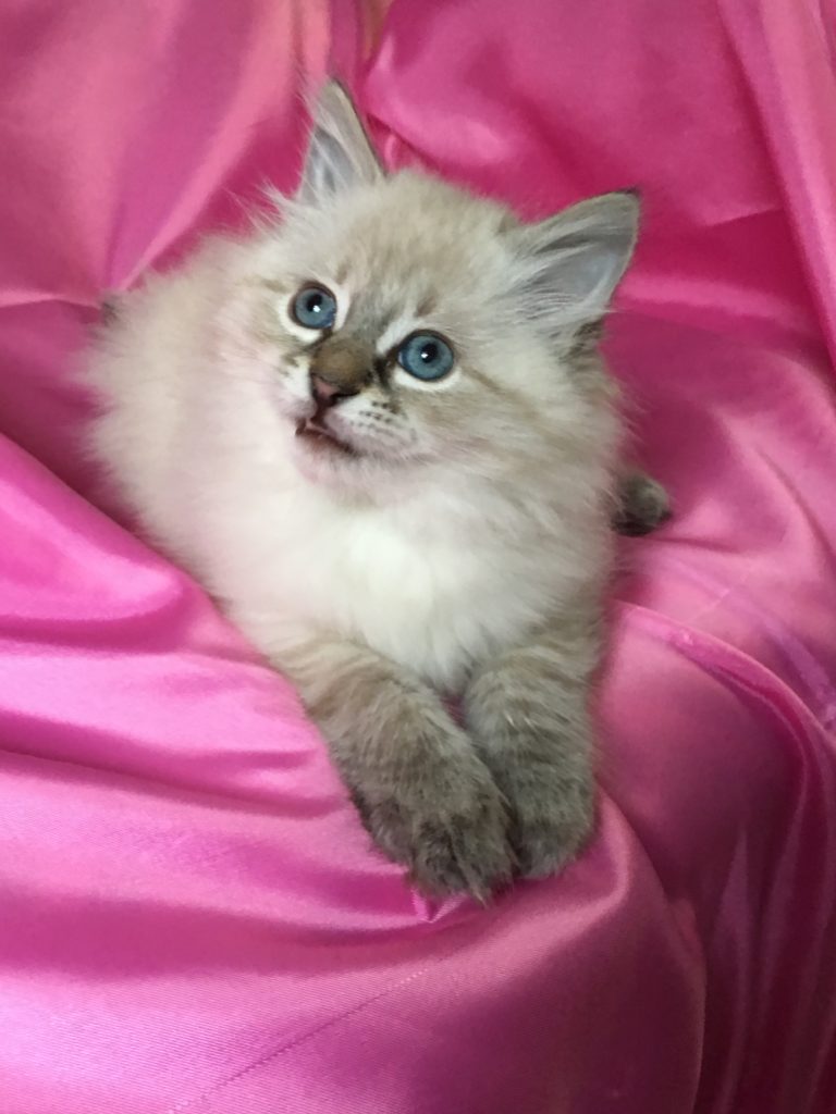 31 Top Pictures Blue Siberian Cat For Sale / Kittens For Sale - Siberian Cats
