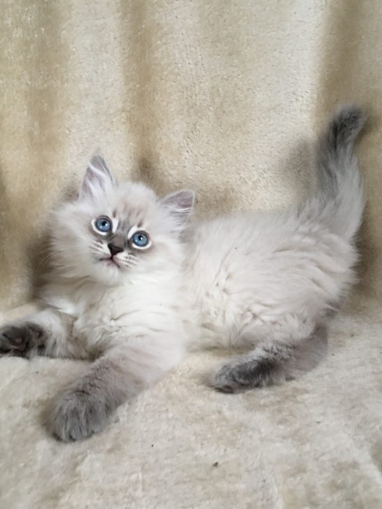 Kittens For Sale Siberian  Cats