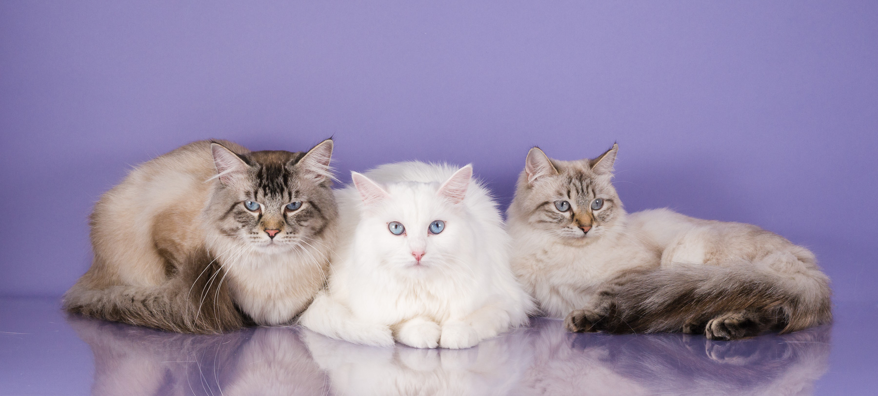 Our Siberians Siberian  Cats