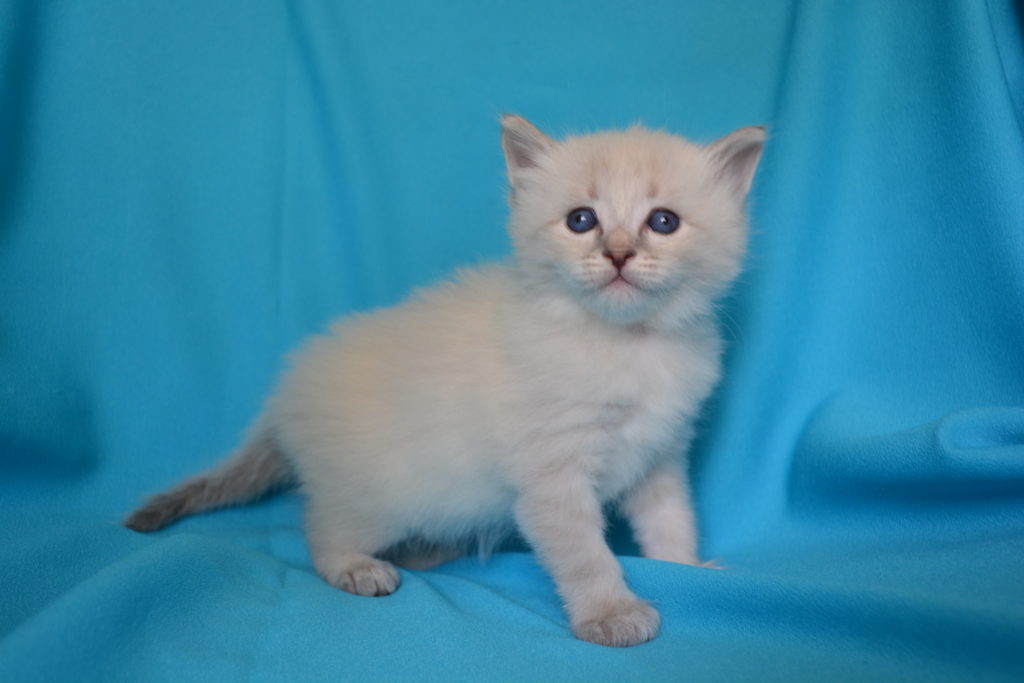 Kittens For Sale Siberian Cats