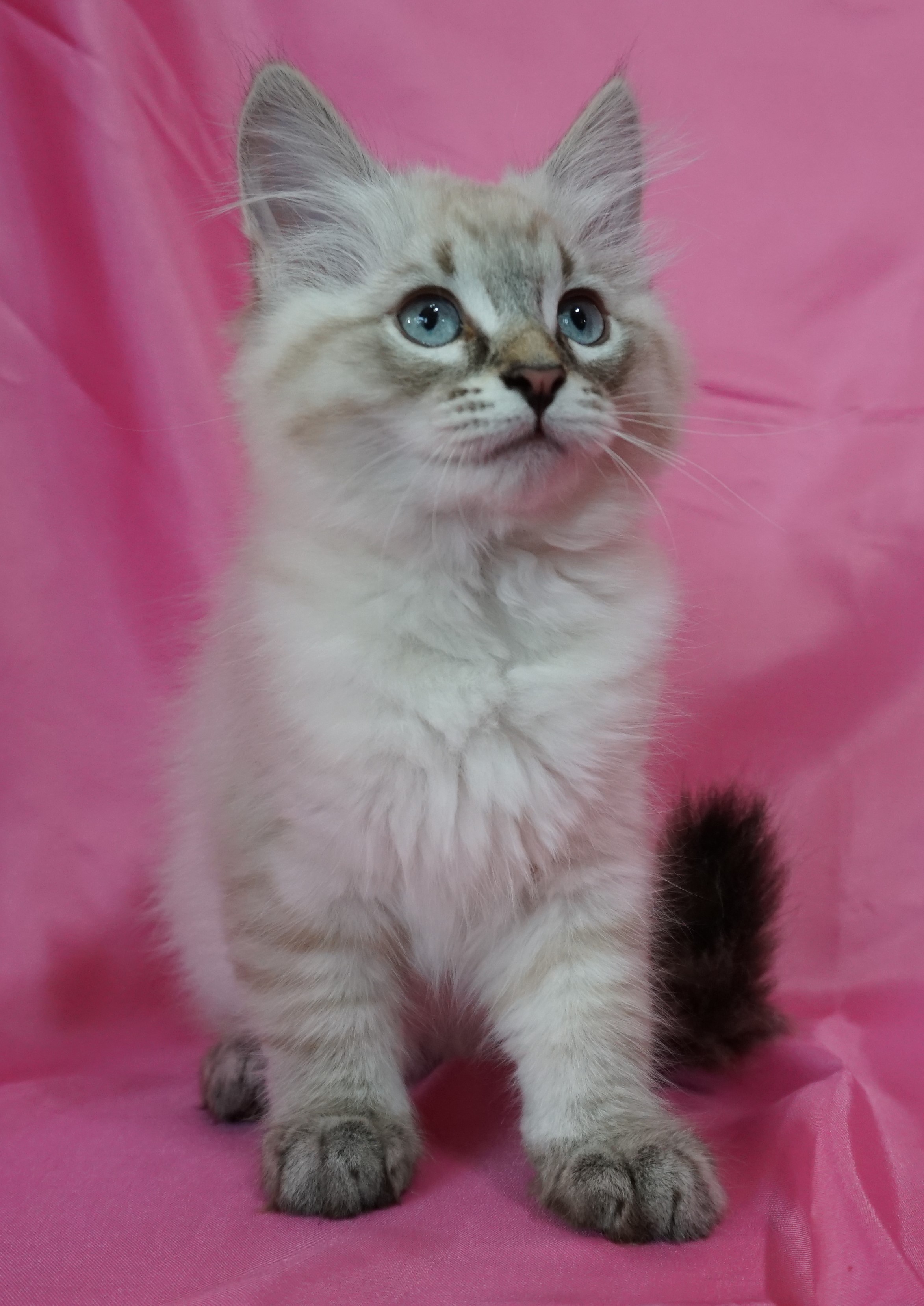 Kittens For Sale - Siberian Cats