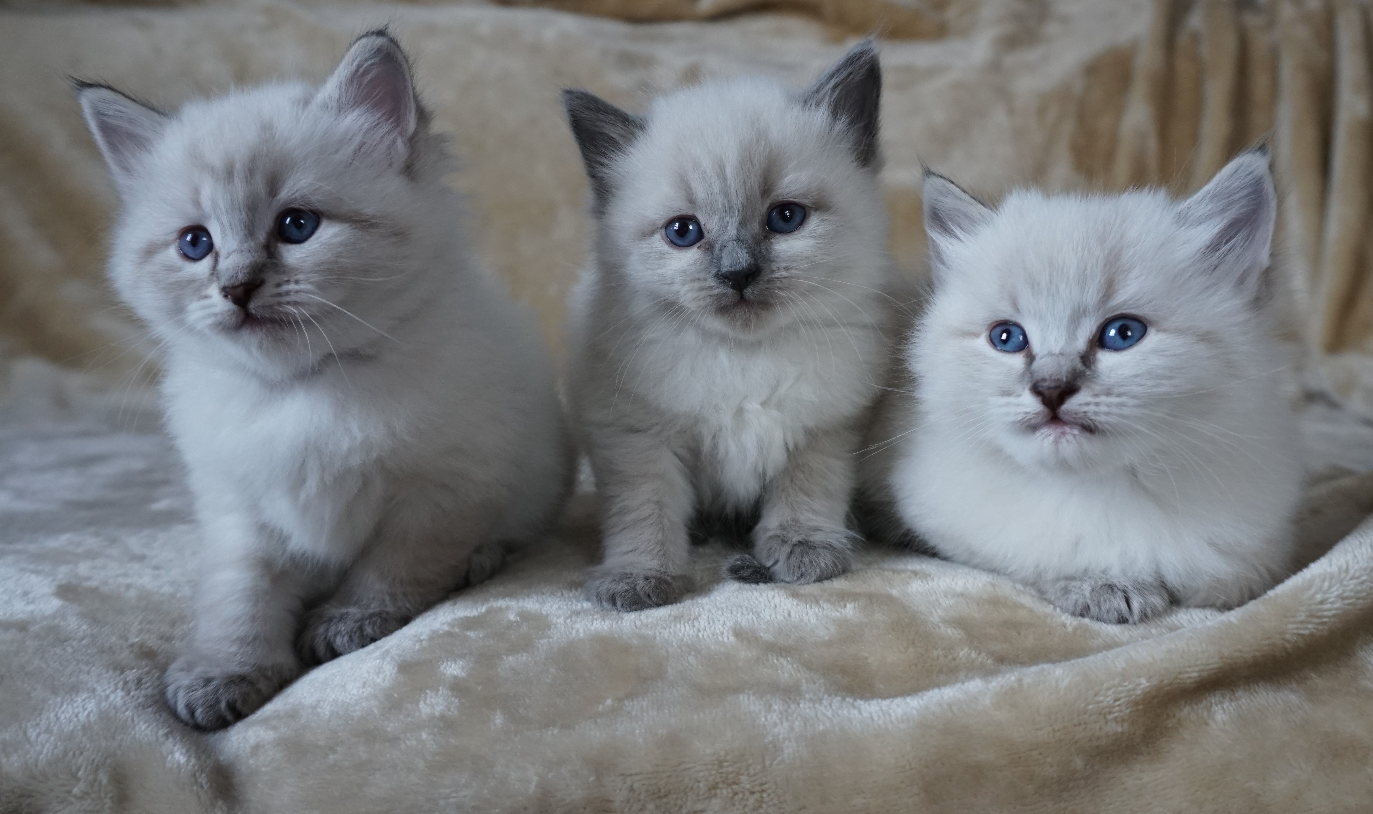 Картинки сибирской кошки