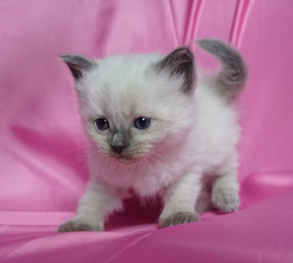 Kittens For Sale - Siberian Cats