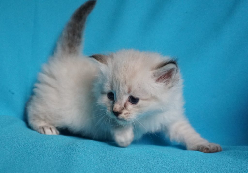 Kittens For Sale - Siberian Cats