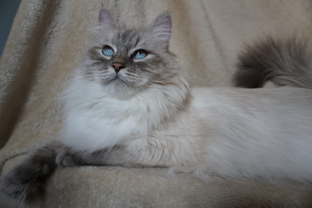 Adult Siberian Cat for Adoption - Siberian Cats