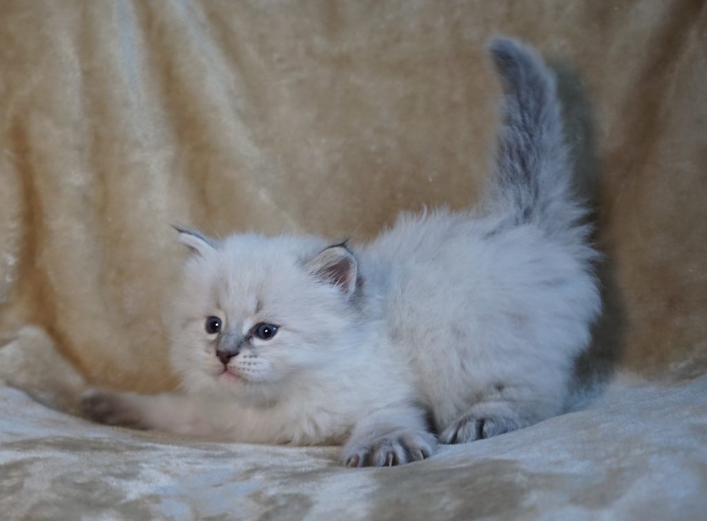 Kittens For Sale Siberian Cats