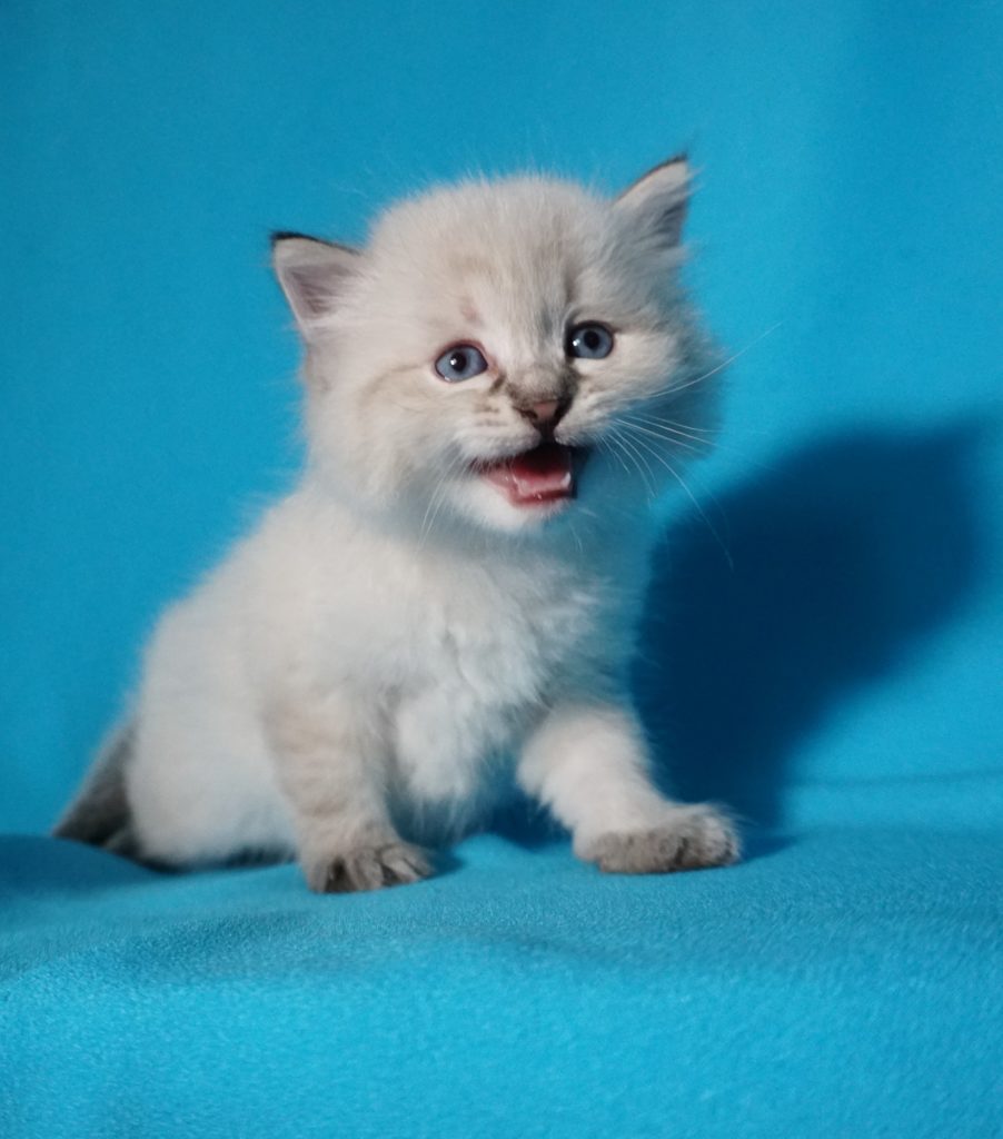 Kittens For Sale Siberian Cats