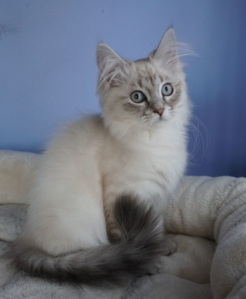 designliquidators: Siberian Cats For Sale Massachusetts