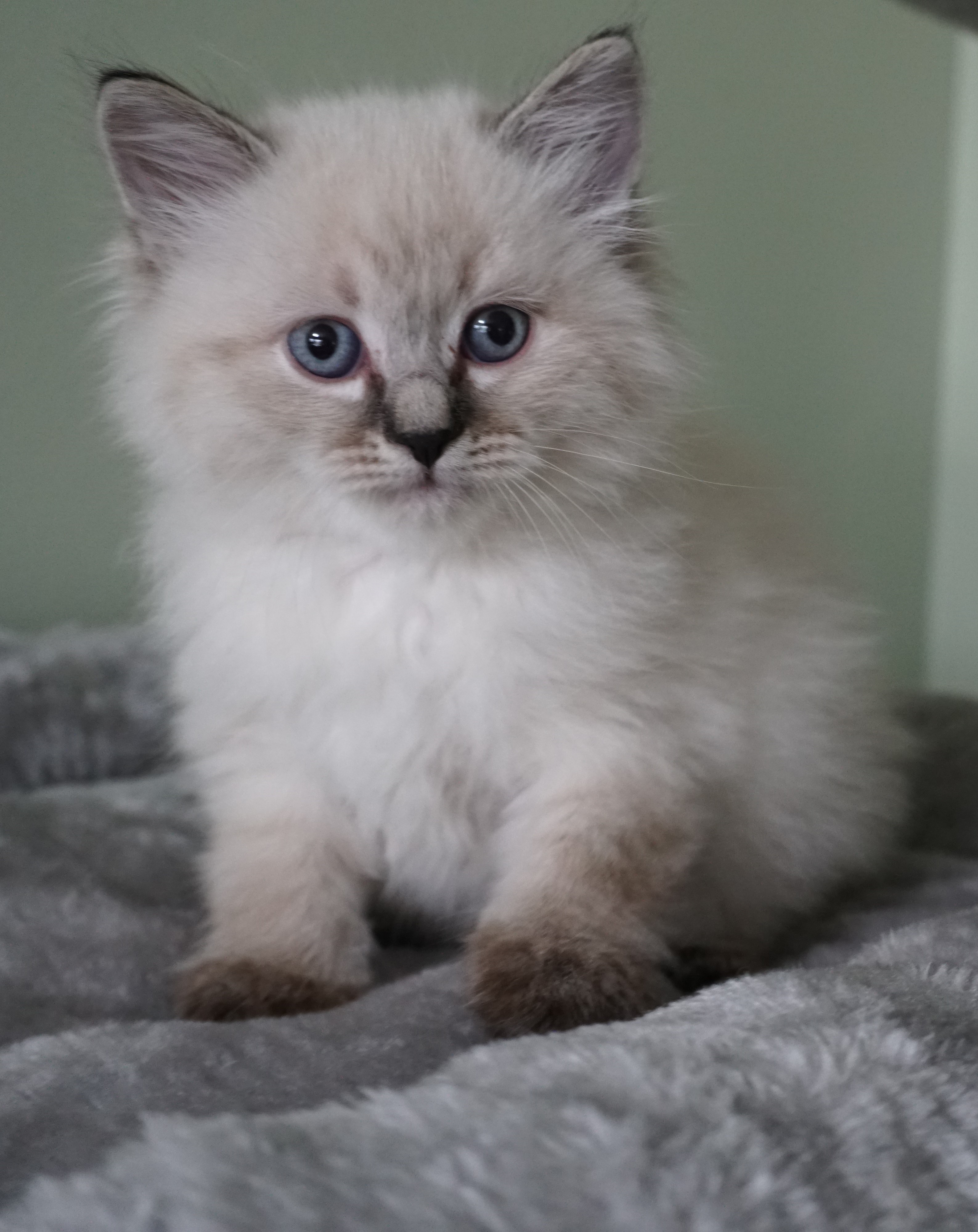 DSC01677 - Siberian Cats