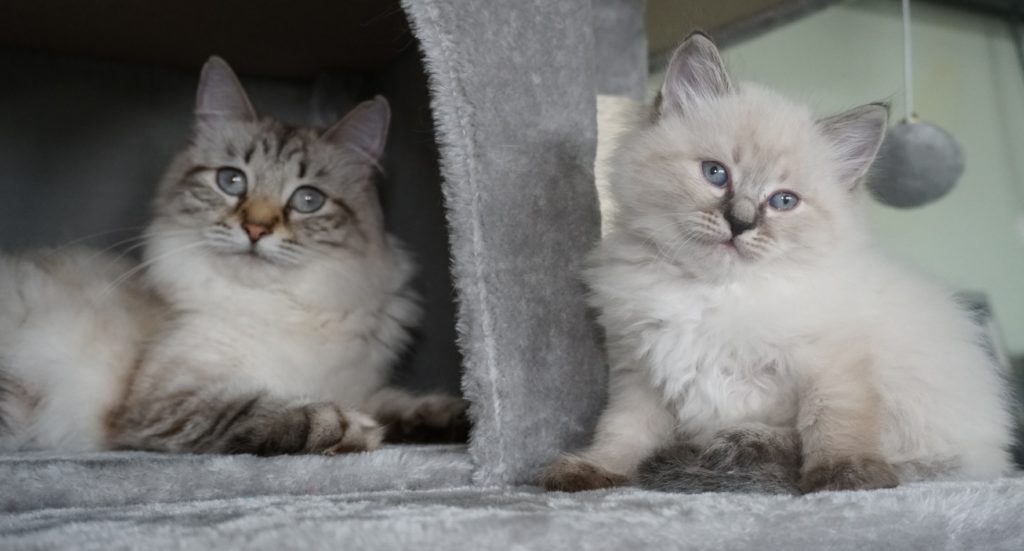 Kittens For Sale Siberian Cats