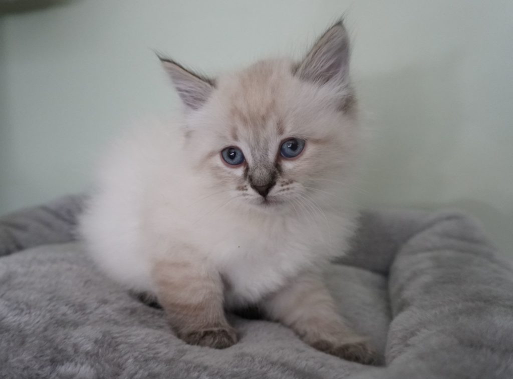 Kittens For Sale Siberian Cats