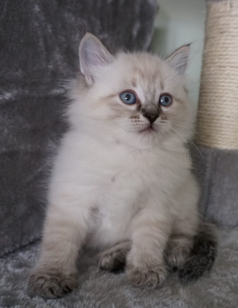 Kittens For Sale Siberian Cats