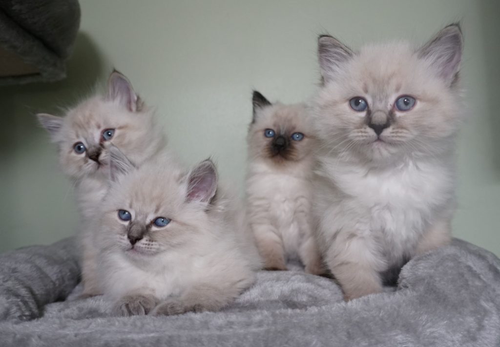 Kittens For Sale Siberian Cats