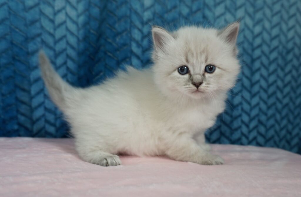 Kittens For Sale Siberian Cats