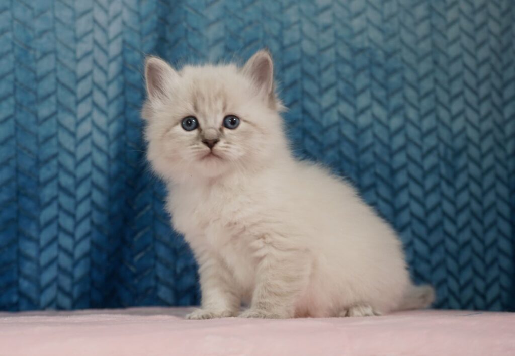 Kittens For Sale Siberian Cats